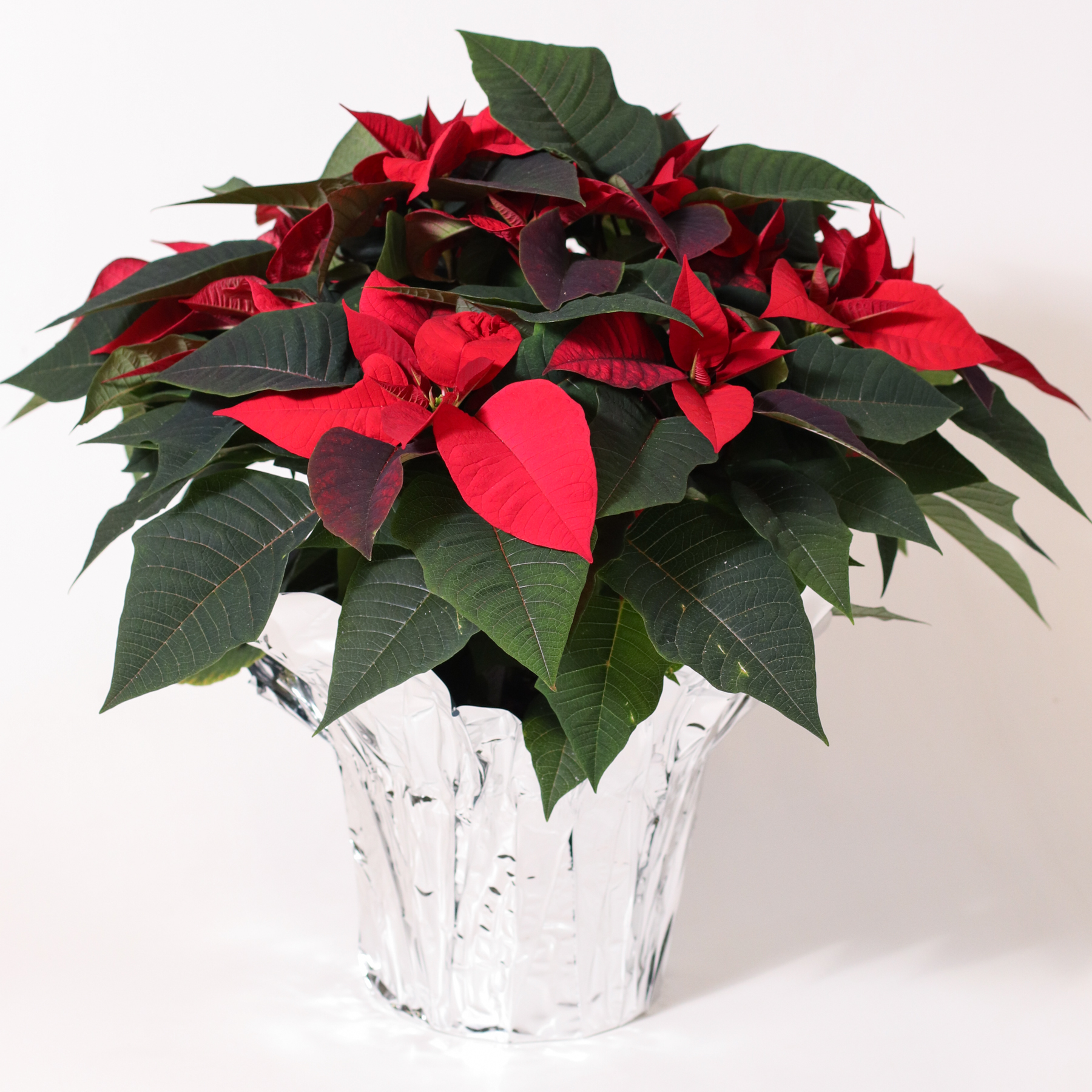 8" Red Poinsettia