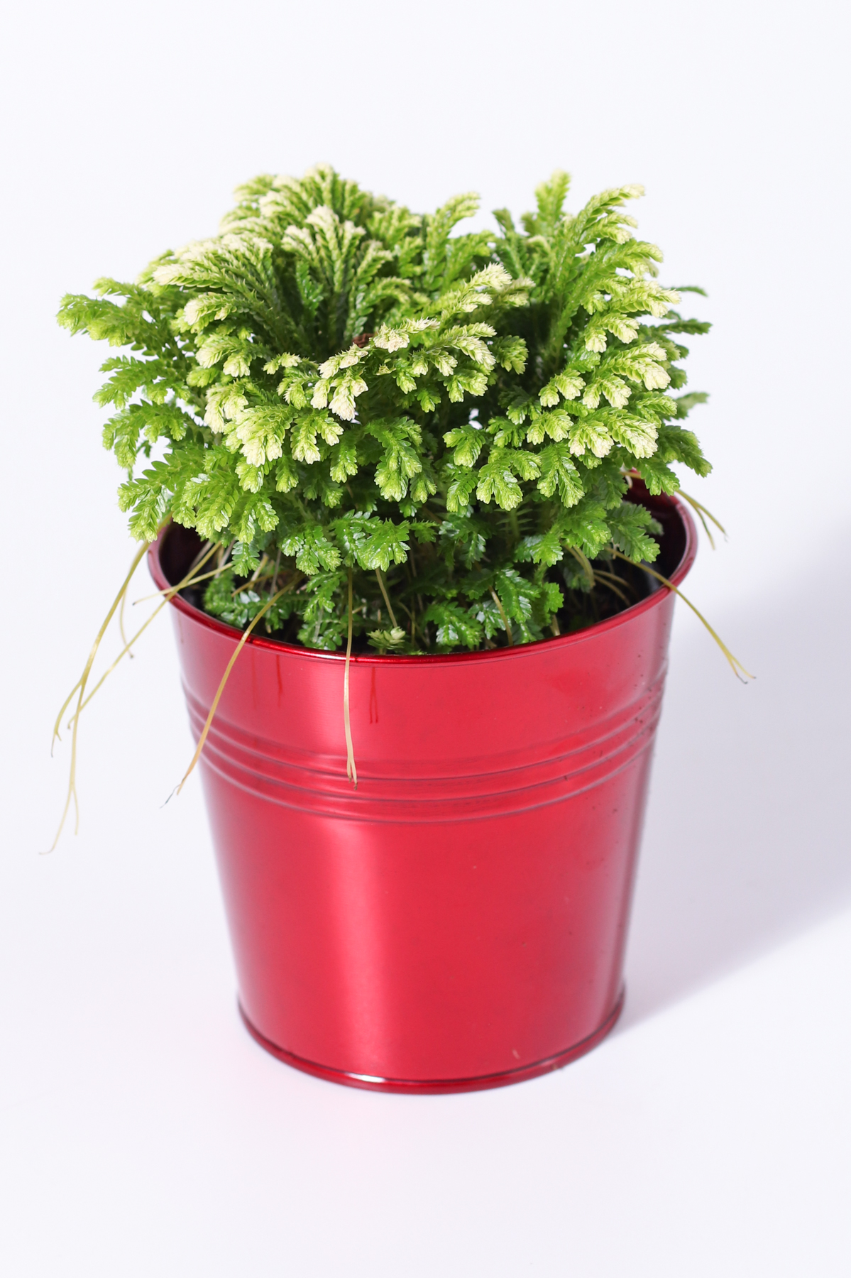 4" Red Tin - Frosty Fern