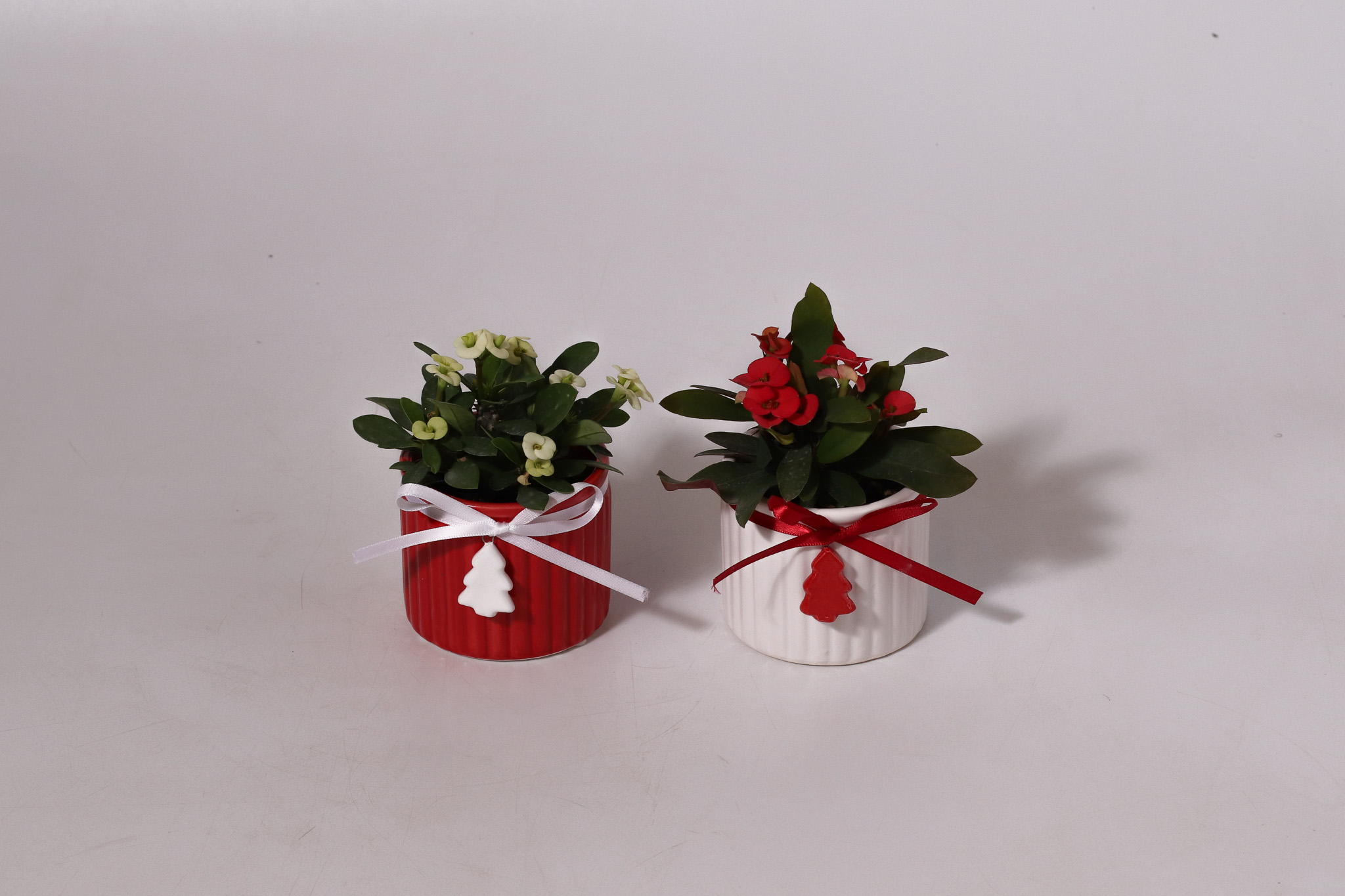 2.5" Oh Christmas Tree - Euphorbia