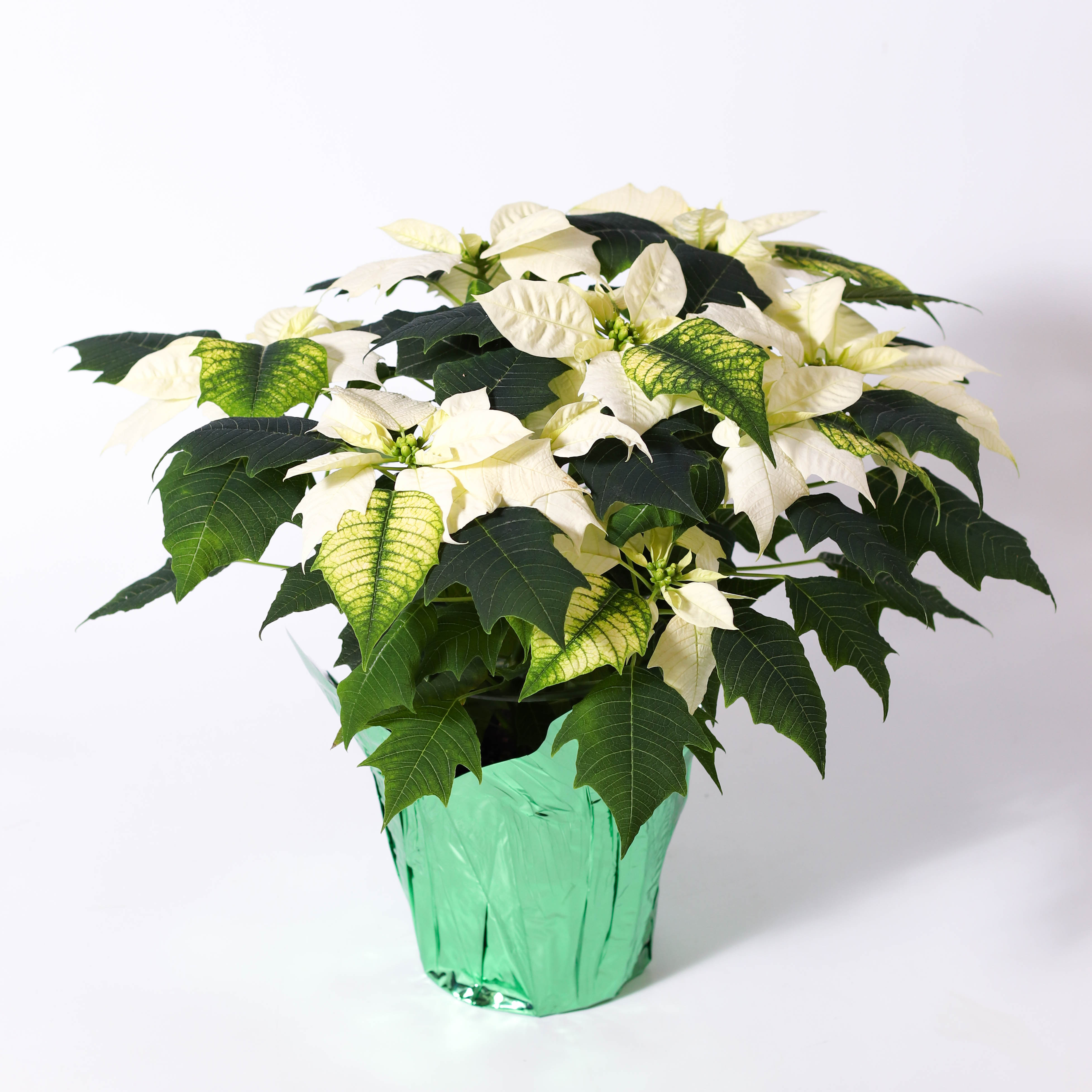 6" White Poinsettia