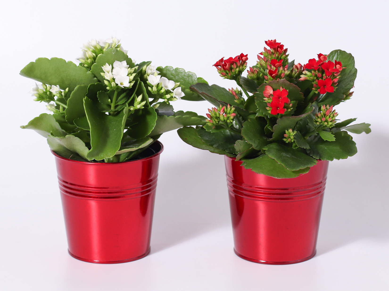 4" Red Tin - Kalanchoe