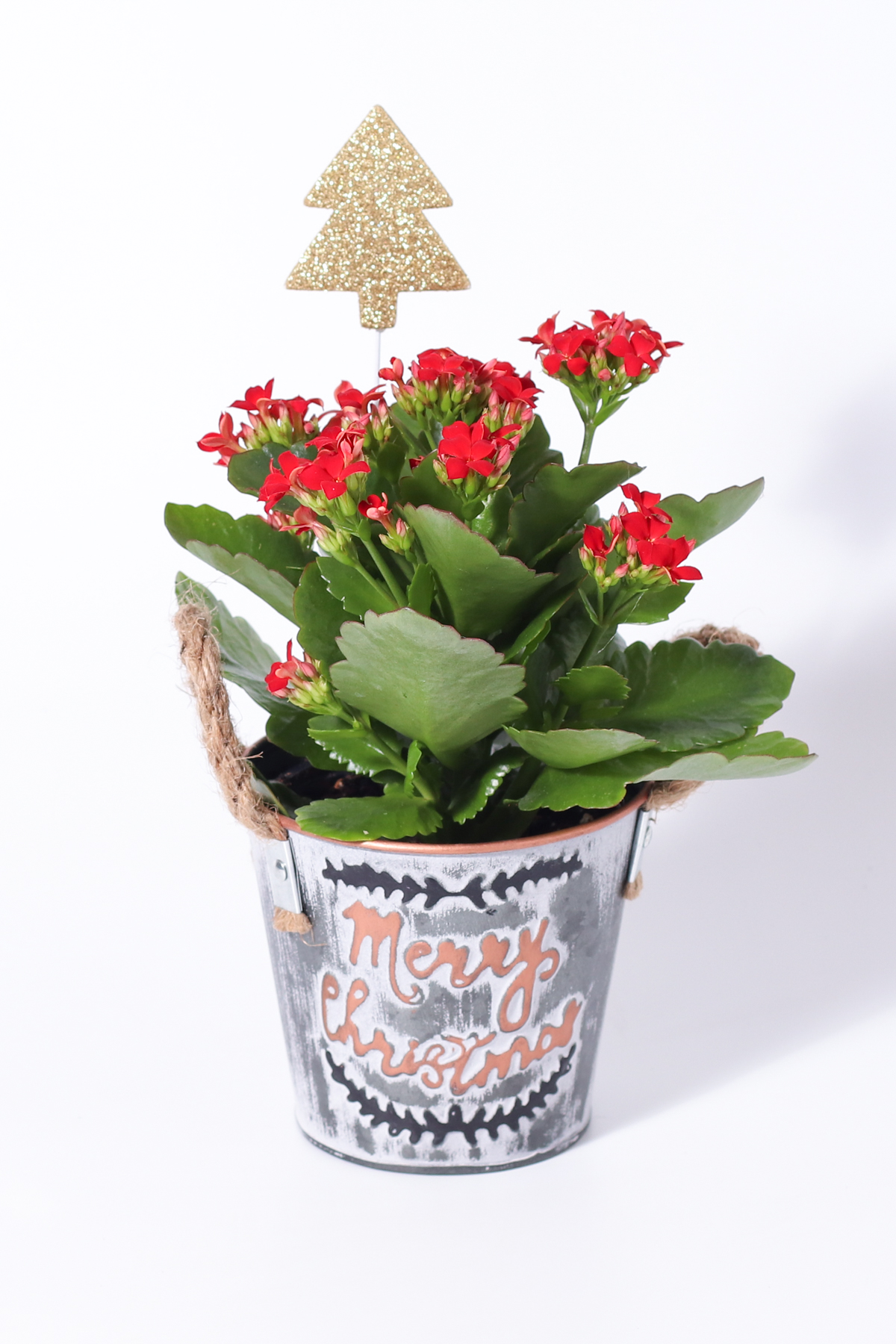 4" Merry Christmas Tin - Kalanchoe + Pick