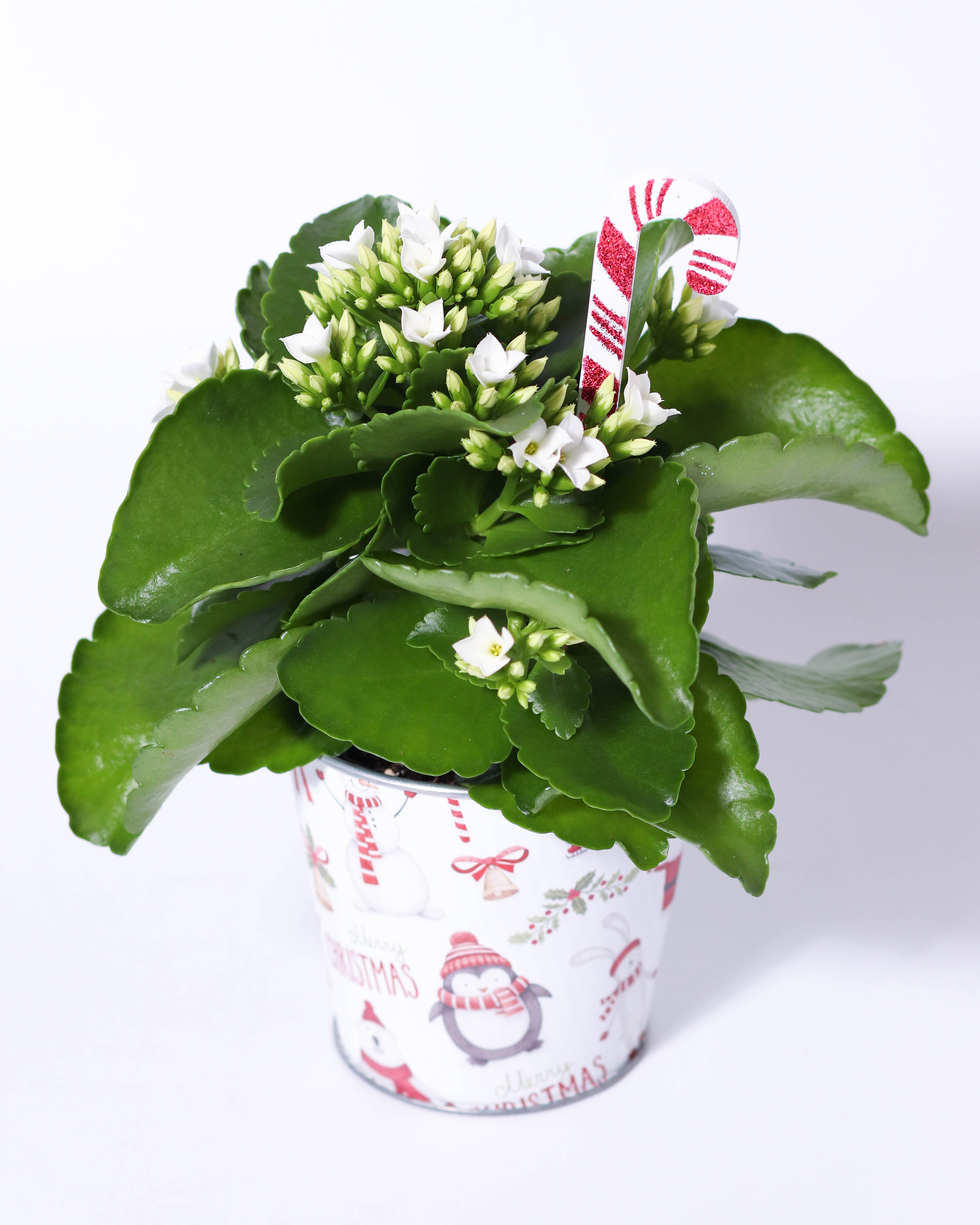 4" Jolly Friends Tin - Kalanchoe + Pick