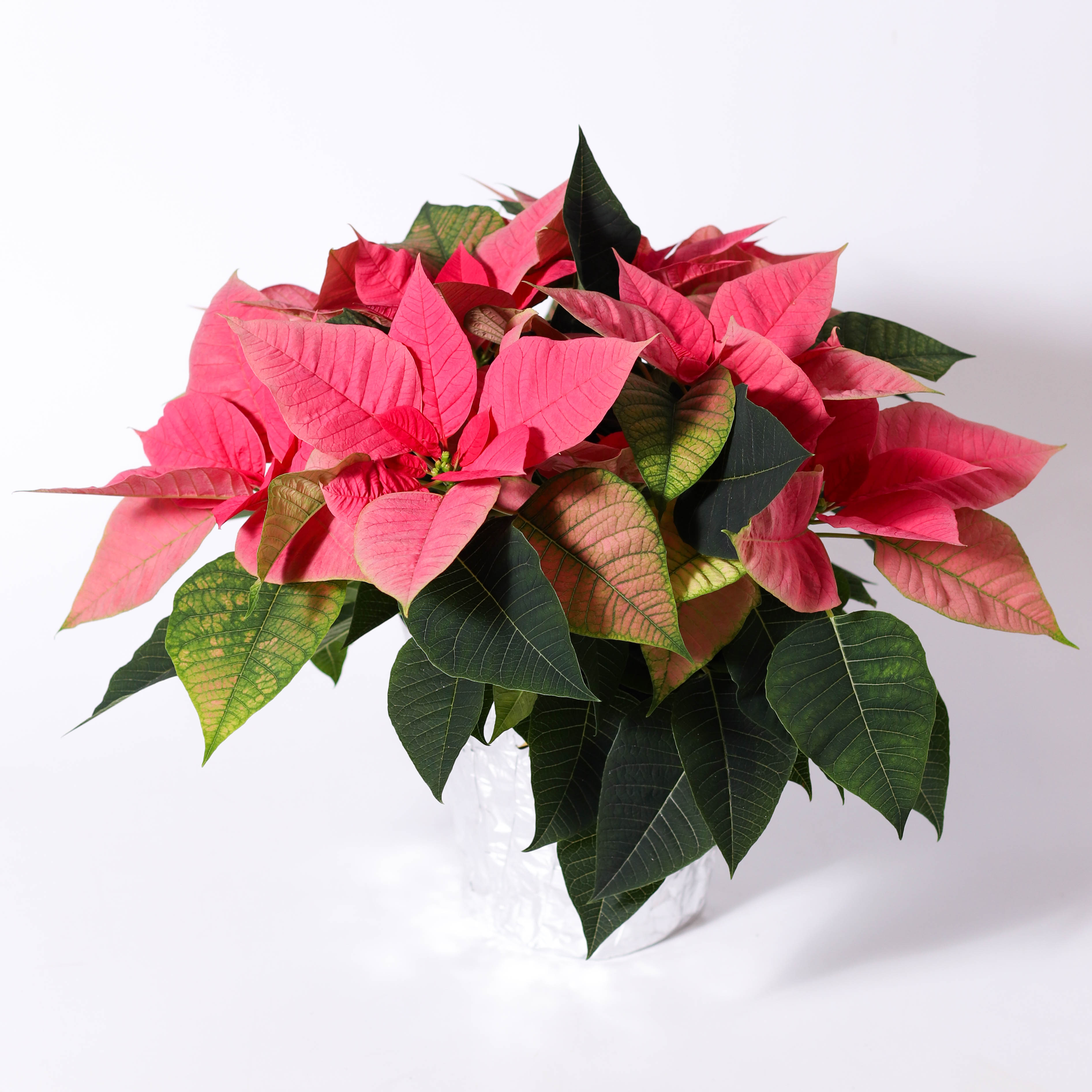 6" Pink Poinsettia
