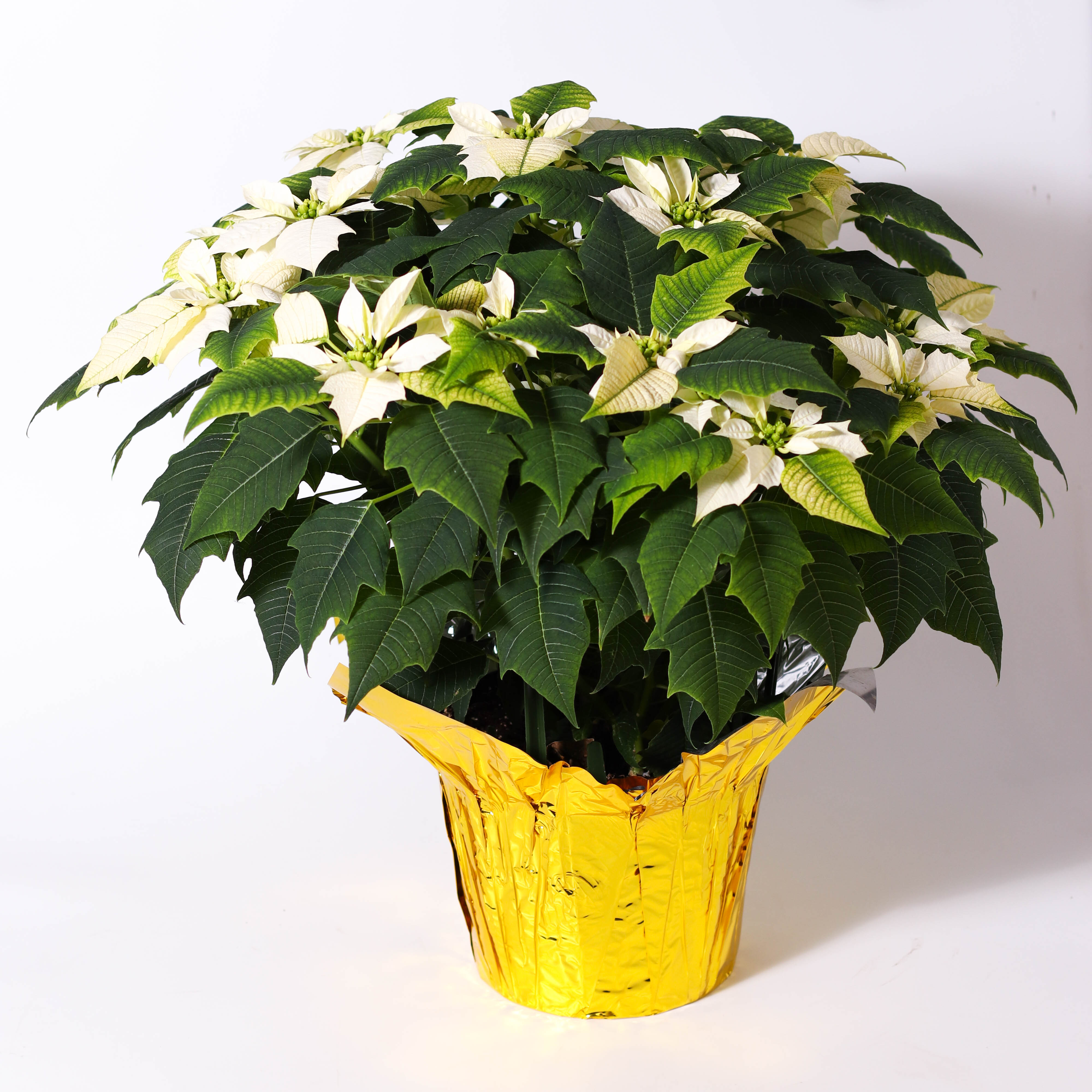 8" White Poinsettia