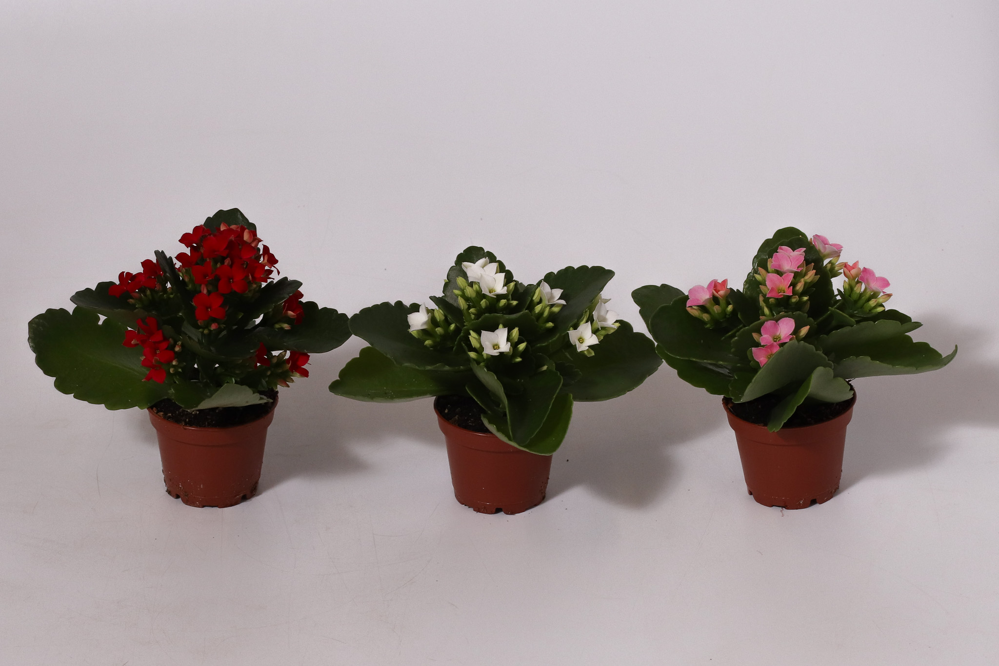 2.5" Christmas Mix Kalanchoe