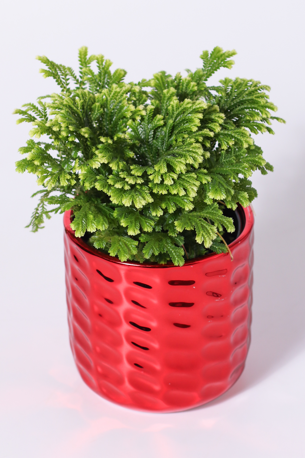 4" Red Festive - Frosty Fern