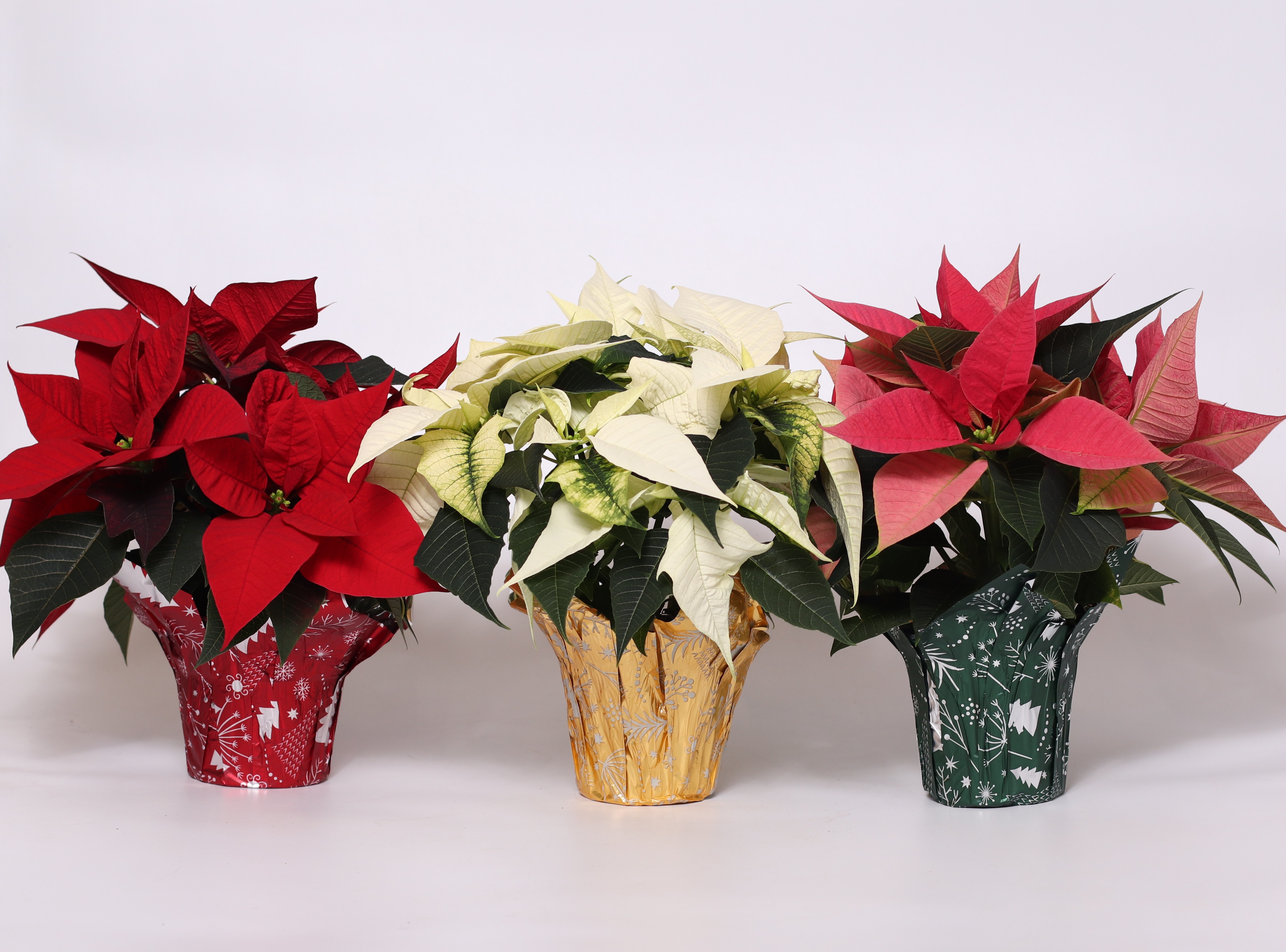 4" Poinsettias - PC