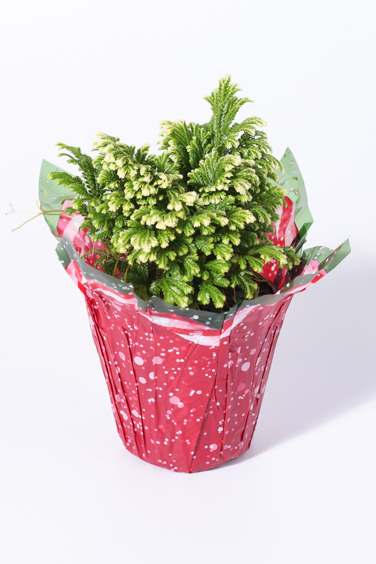 4" Frosty Fern - PC