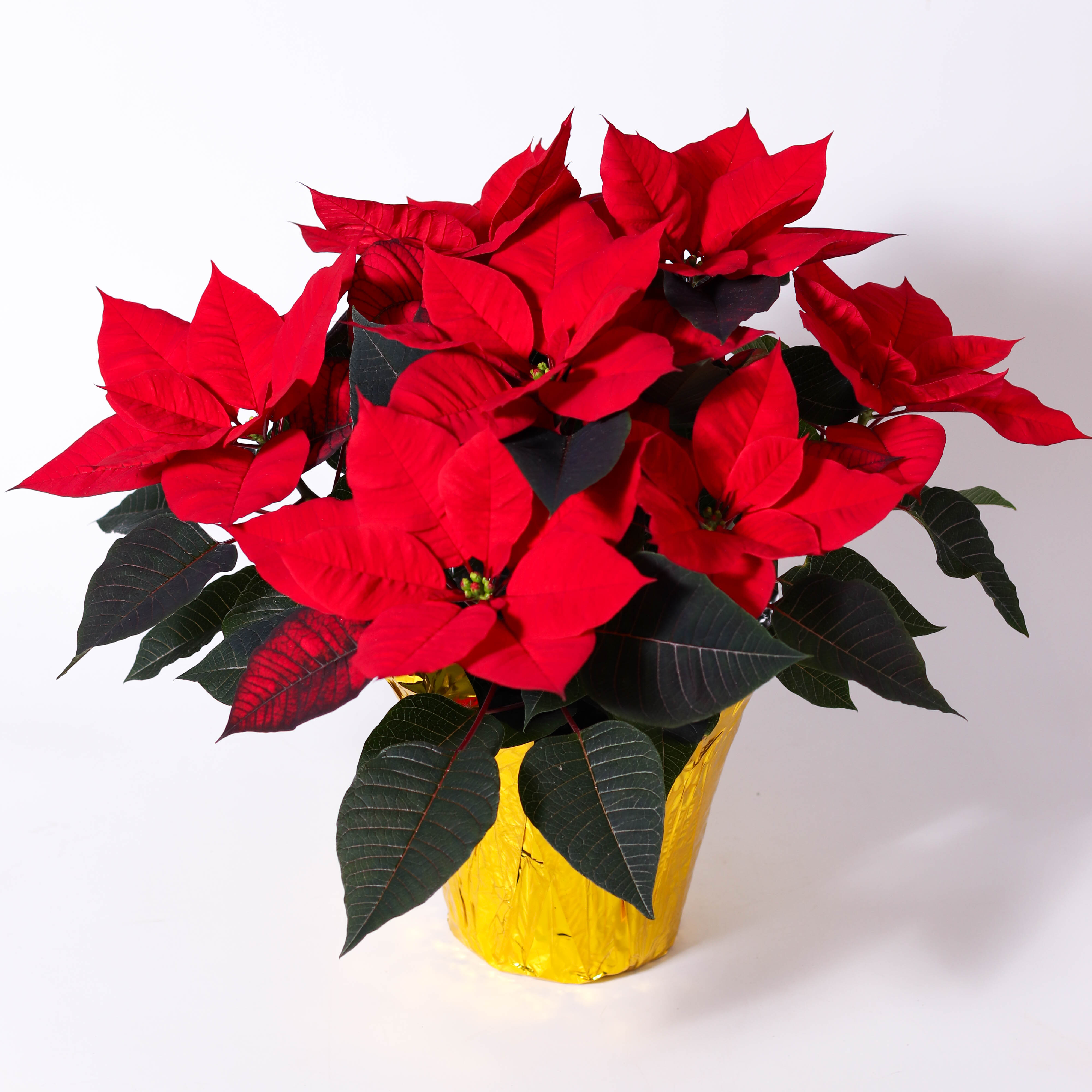 6" Red Poinsettia