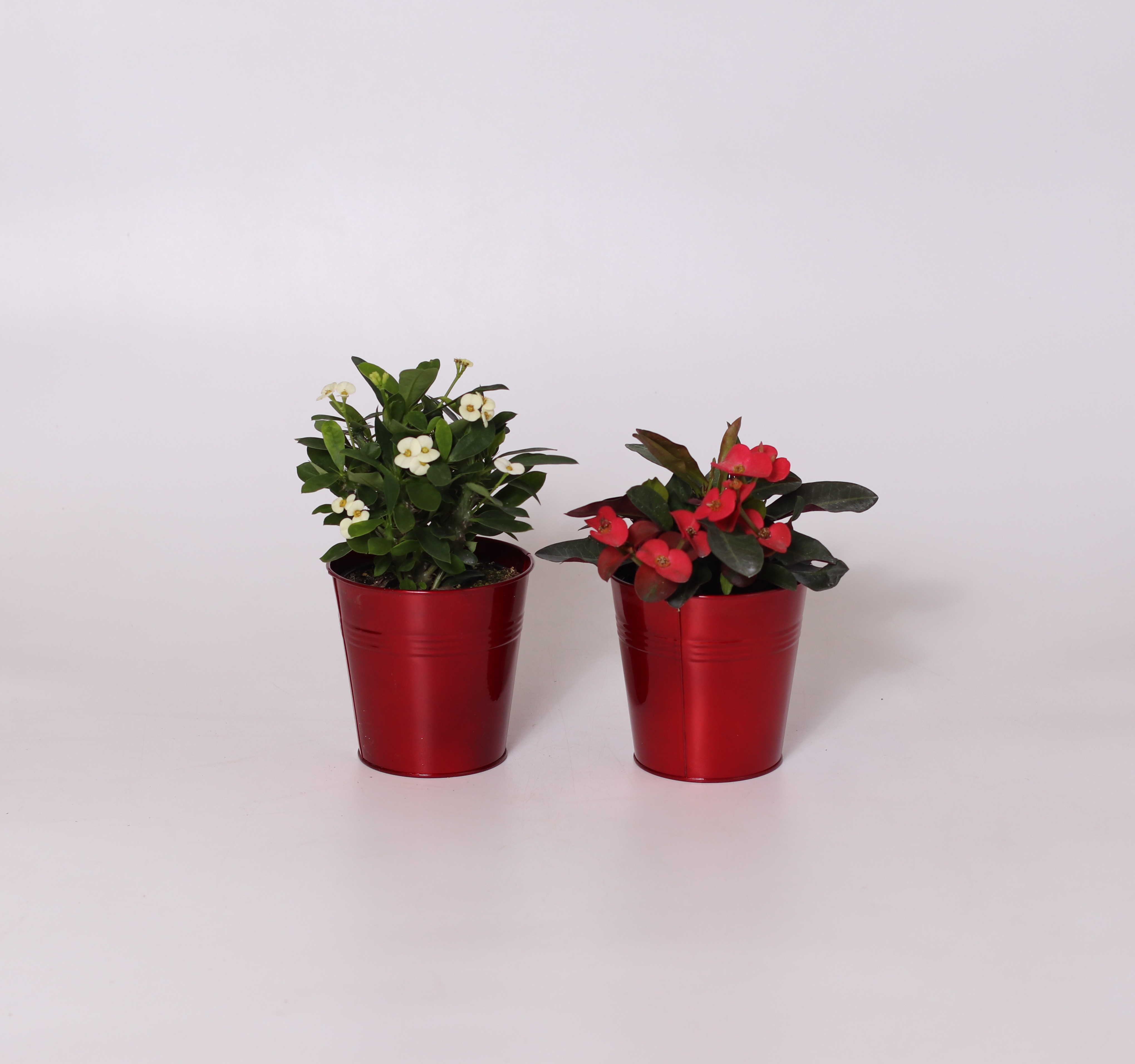 4" Red Tin - Euphorbia