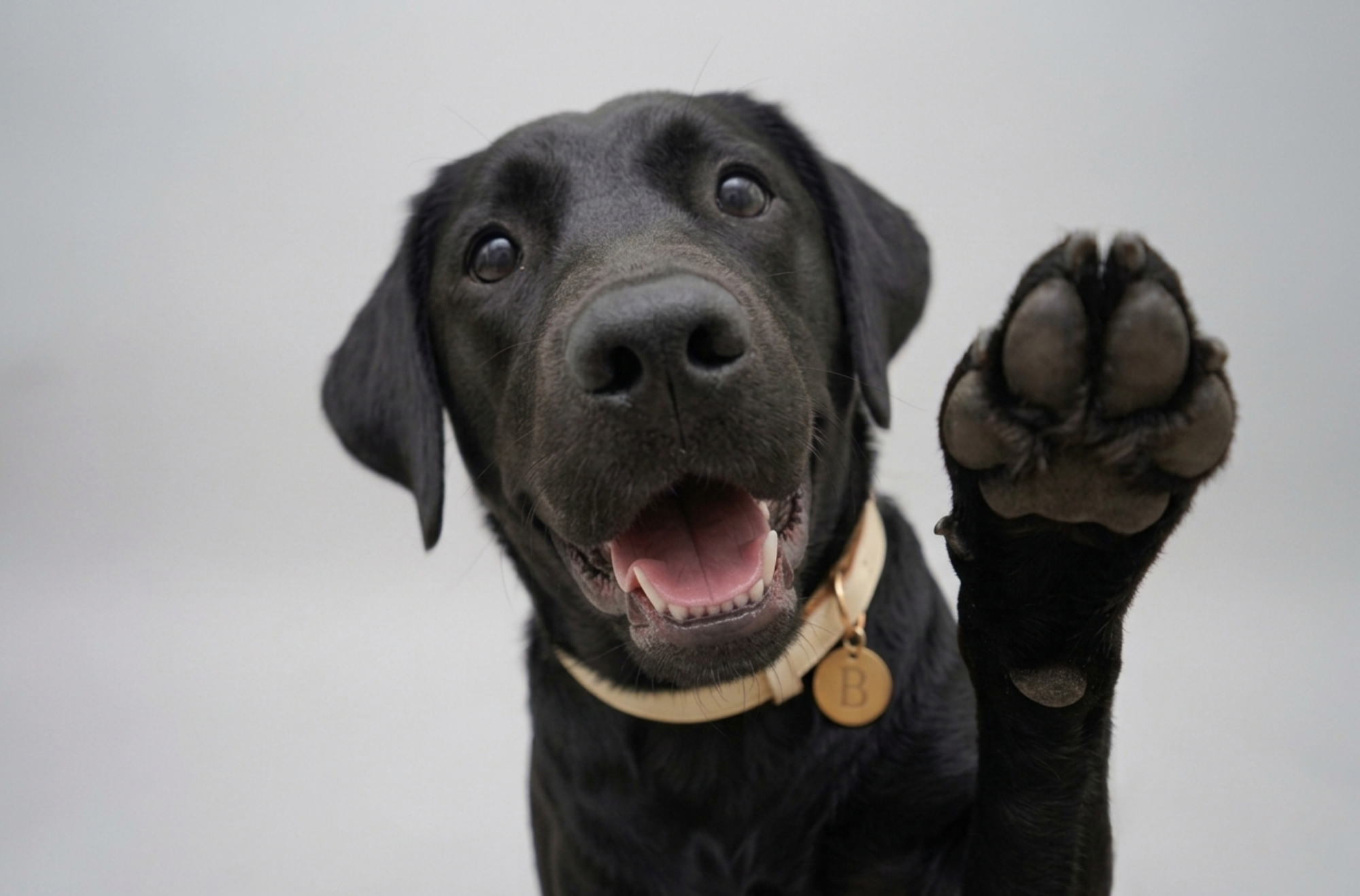 Bailey, our cute ten month old black labrador puppy is friendly greeting you