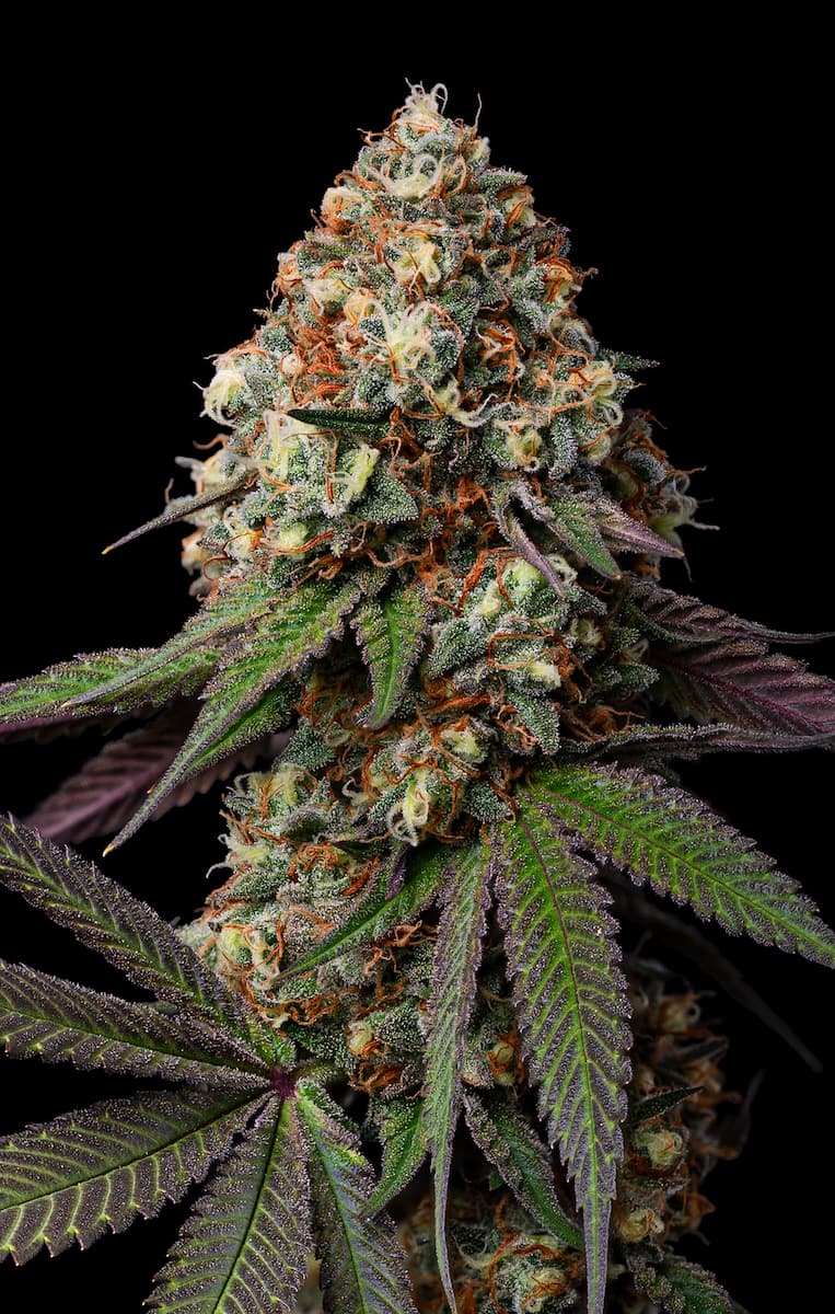 Caramba cannabis plant showing dense, frosted purple-tinged flower