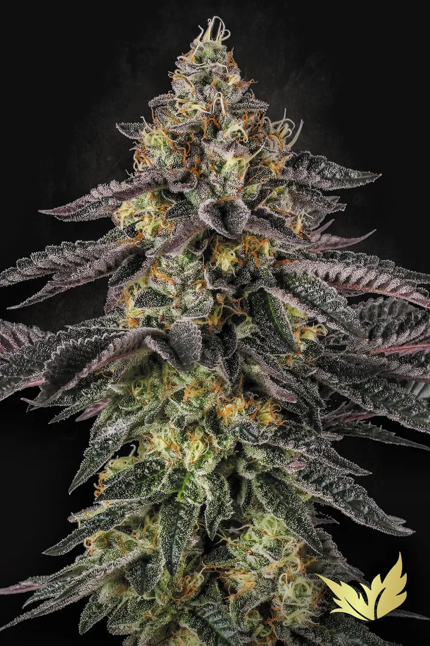 Mendo Crème