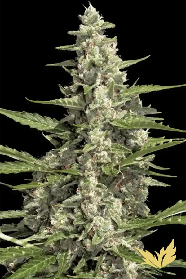Red Velvet Auto