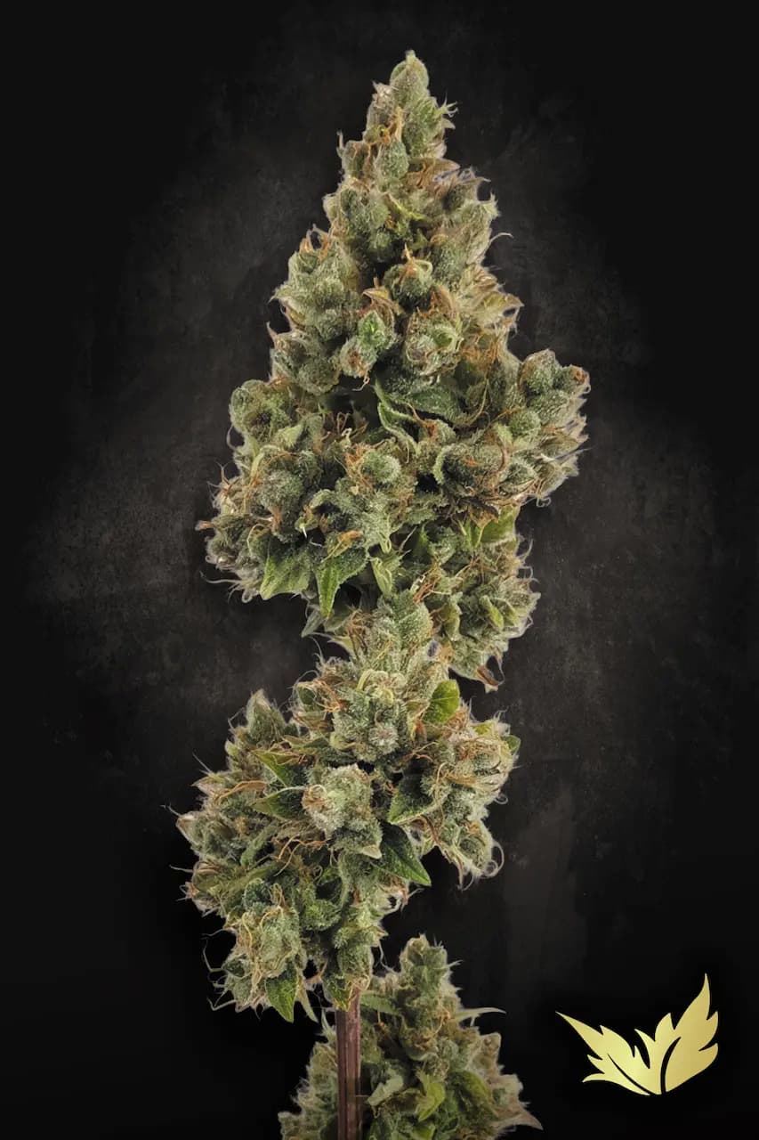 Auto Jack 
