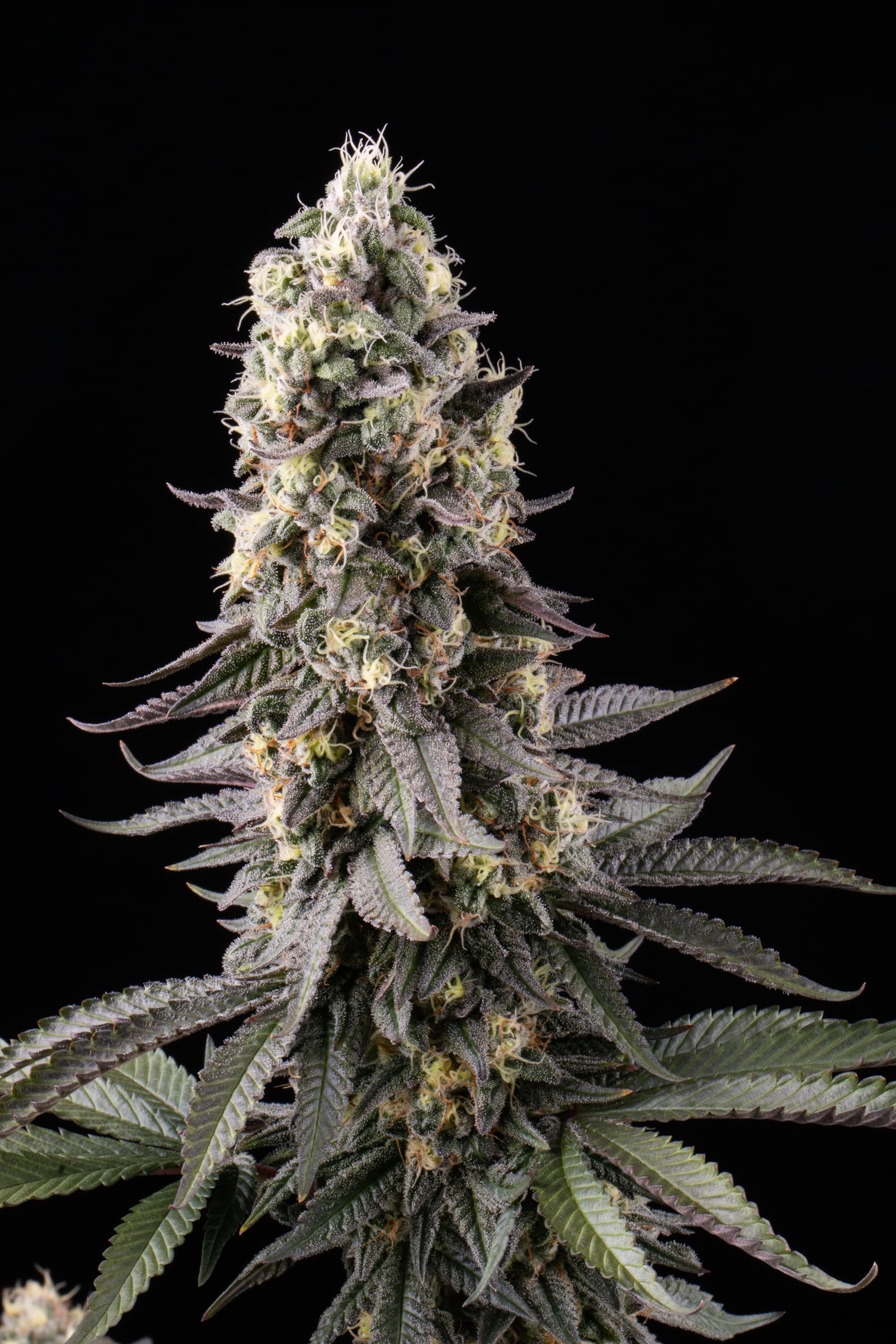 El Dorado OG cannabis plant showing dense, frosted purple-tinged flower