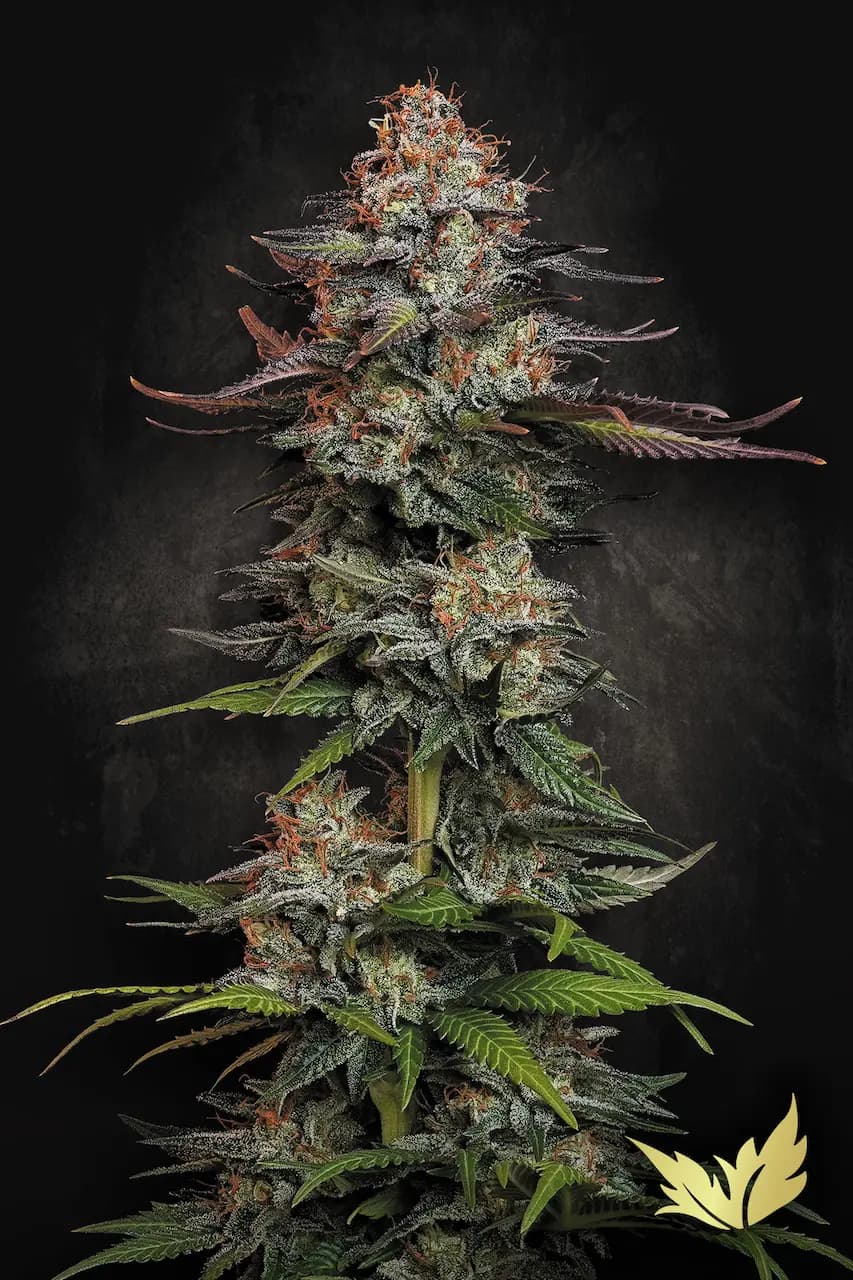 Auto Jack