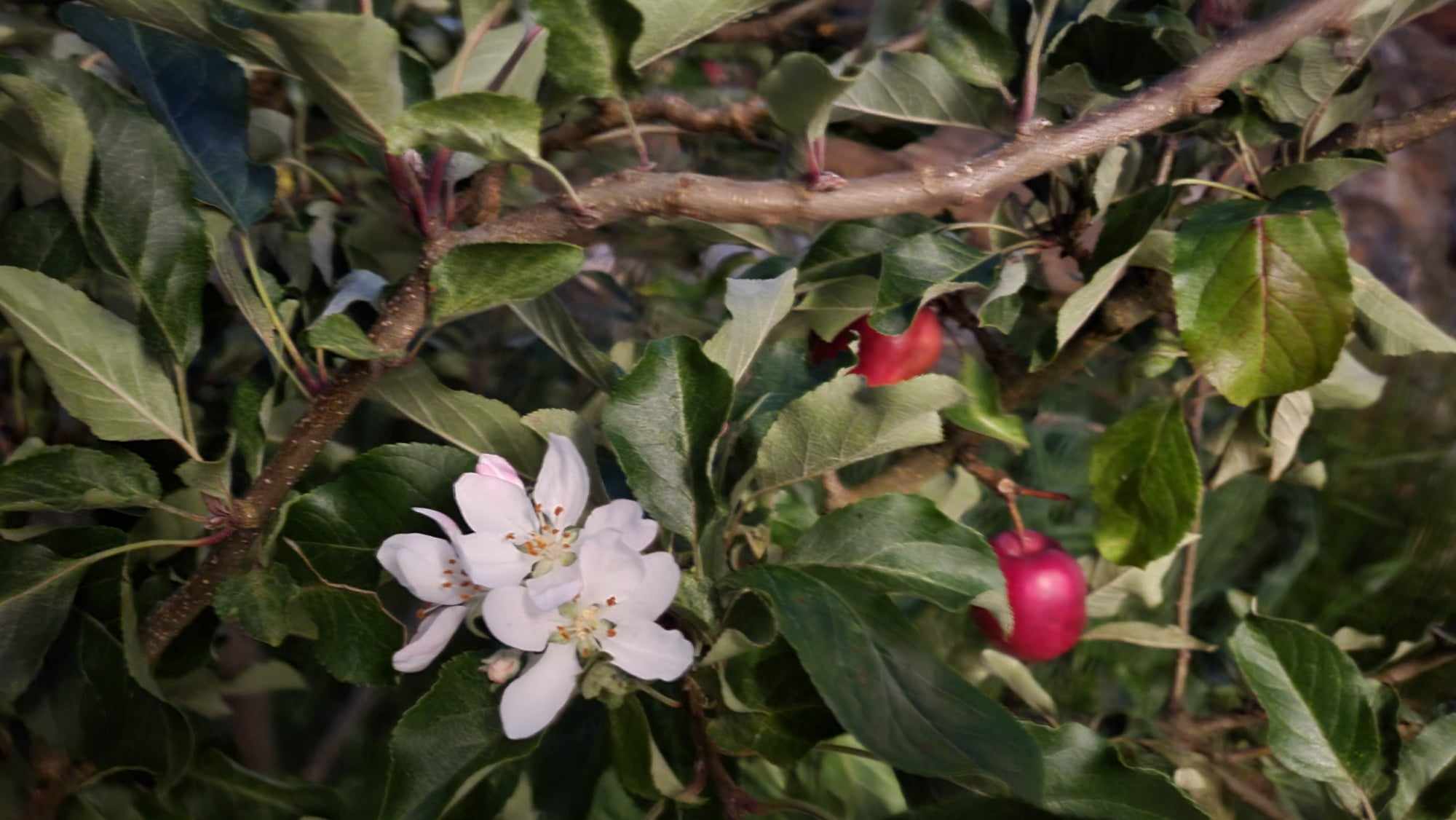 Äppelträd i blom och frukt 