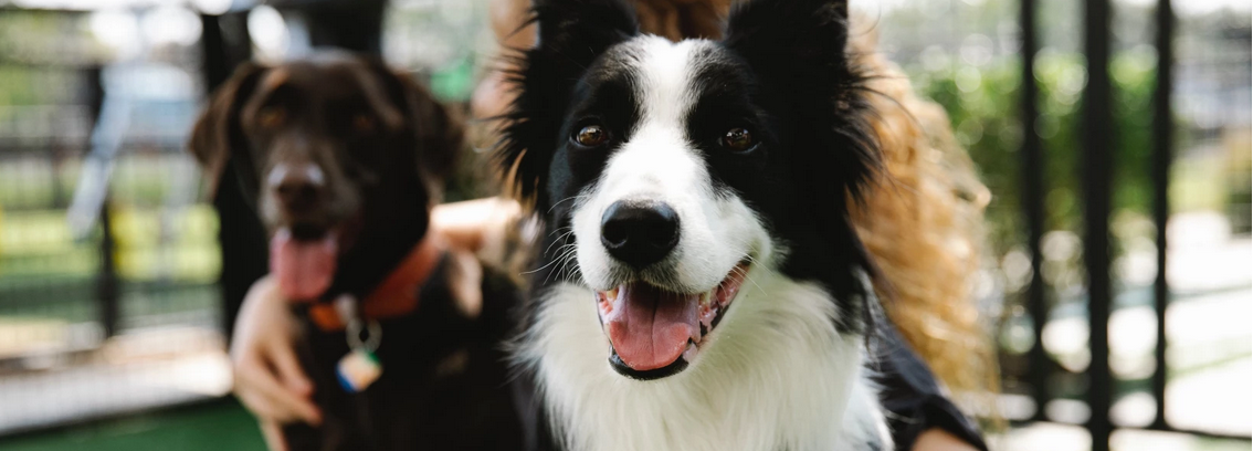 Common.Elements.Image.Web