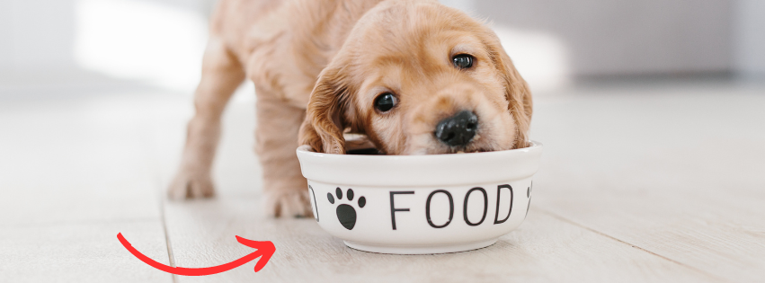 Common.Elements.Image.Web