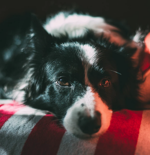 Common.Elements.Image.Web