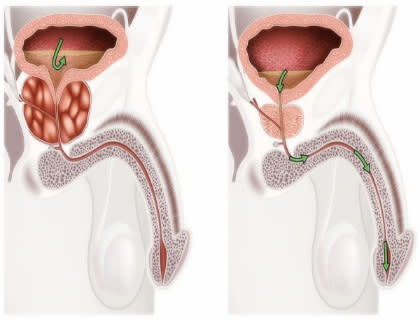 Common.Elements.Image.Web