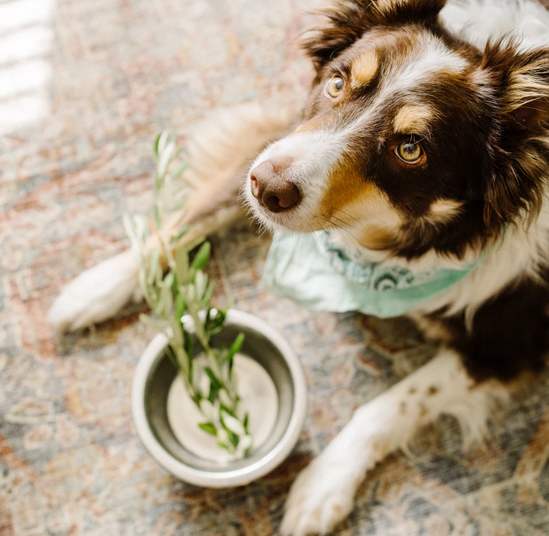 Common.Elements.Image.Web