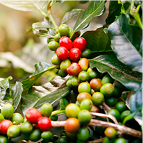 Common.Elements.Image.Web