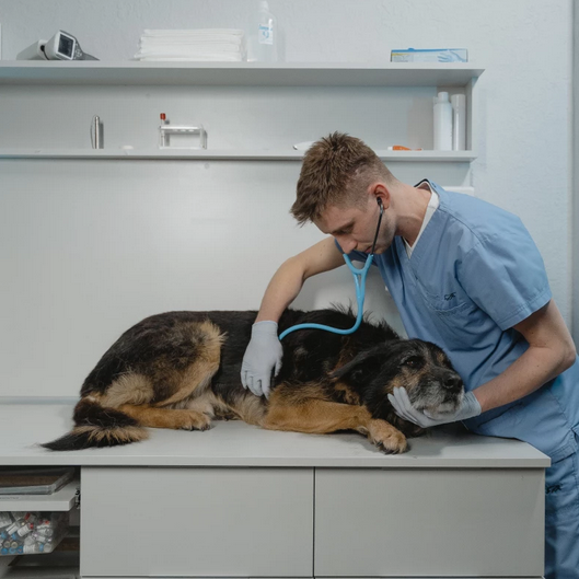 Common.Elements.Image.Web