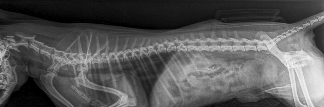 Common.Elements.Image.Web