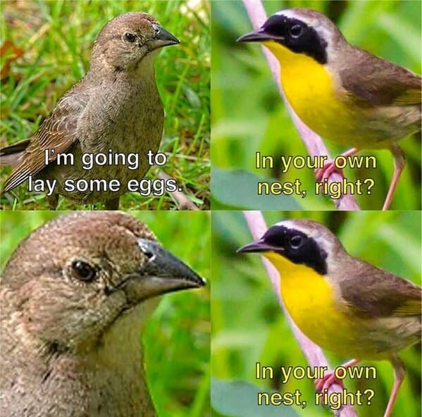 For A Laugh