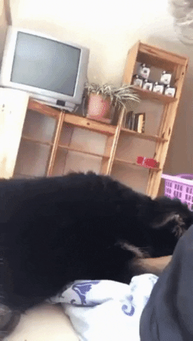 Unlock A Happier, Healthier Life For Your Pet With Digital Reiki!