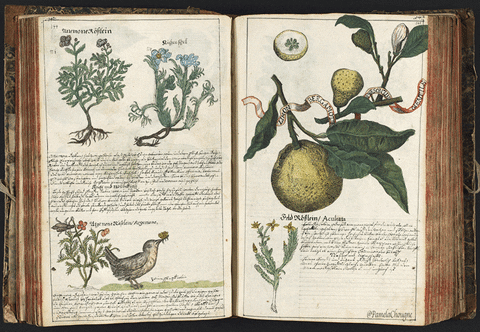 🌿 Ancient Secret Discovered in Grandmother's Garden...