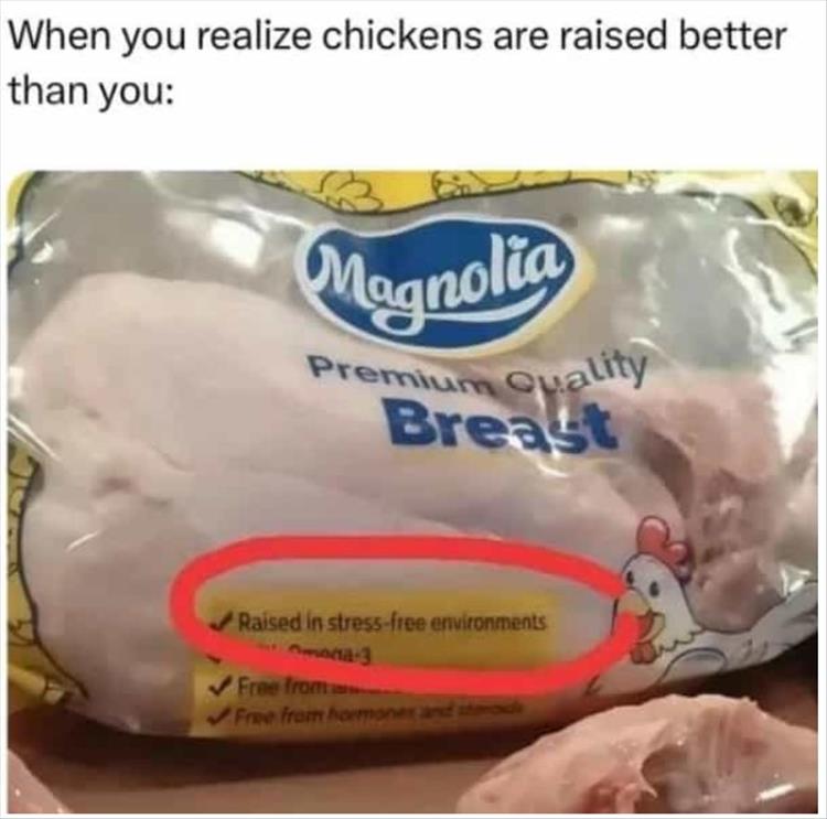 Chicken