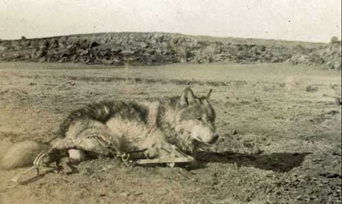 On January 31, 1894, Lobo, the leader of one of the last packs of wolves in the Americas, was caught by Ernest Seton’s traps in the Currumpaw Valley, Union County, New Mexico.