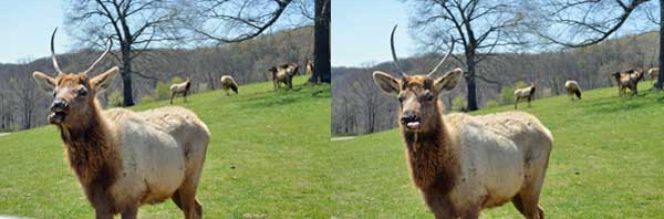 Elk making faces at Dogwood Canyon Nature Park in Missouri