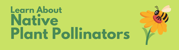 Learn About Native Plant Pollinators