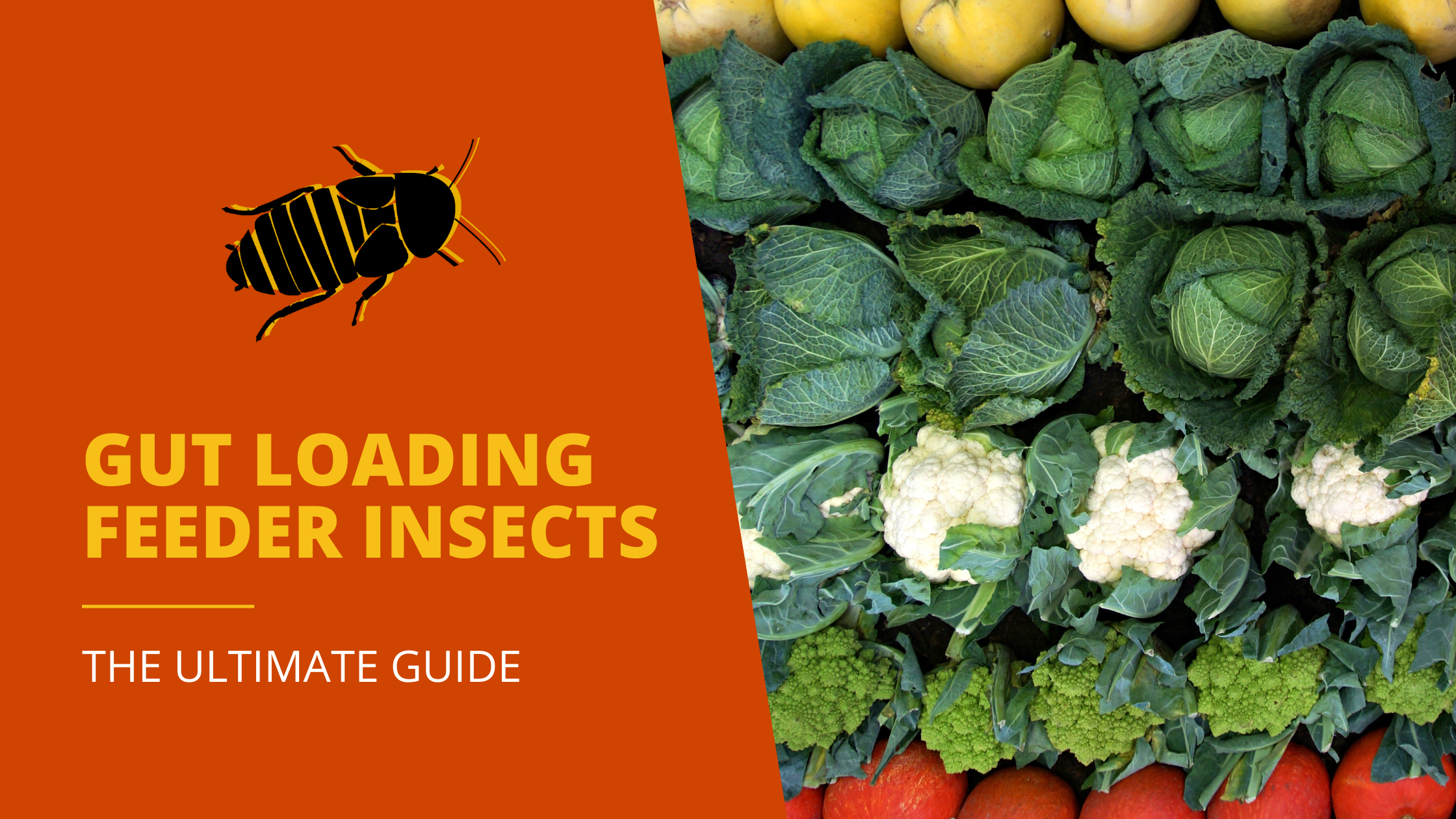 gut loading feeder insects blog header image