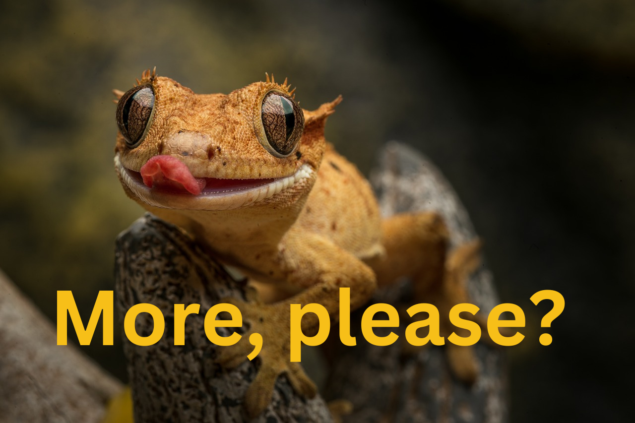 Gecko licking lips asking “More, please?“ 