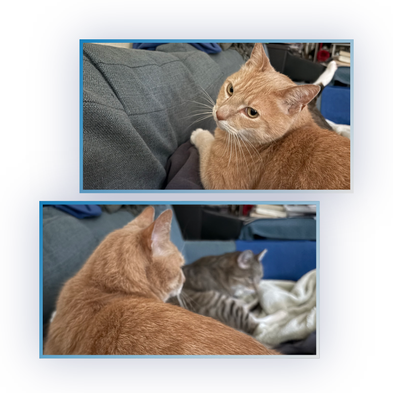 Cinnamon and Rocket, our cats