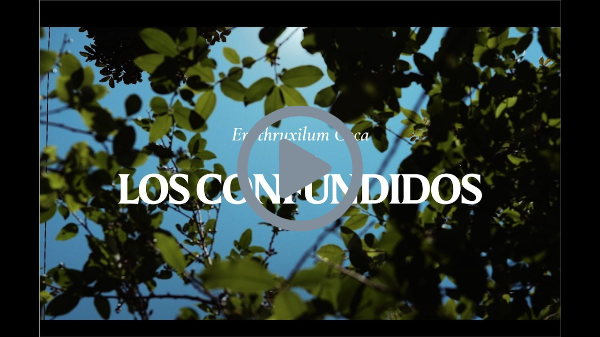 Erythroxylum Coca. Los Confundidos: A Documentary