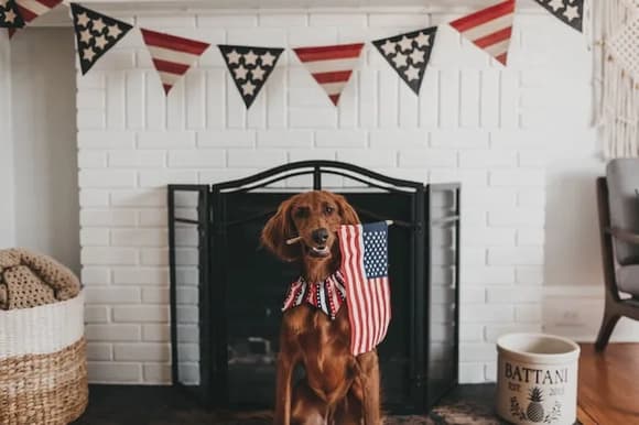 Independence email campaign ideas