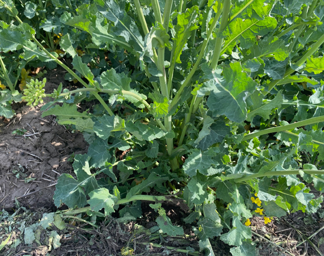 Comparison photo: without bacteria (control)