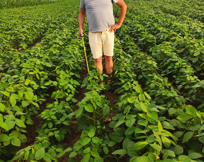 Humibakt gallery image: plant condition after application