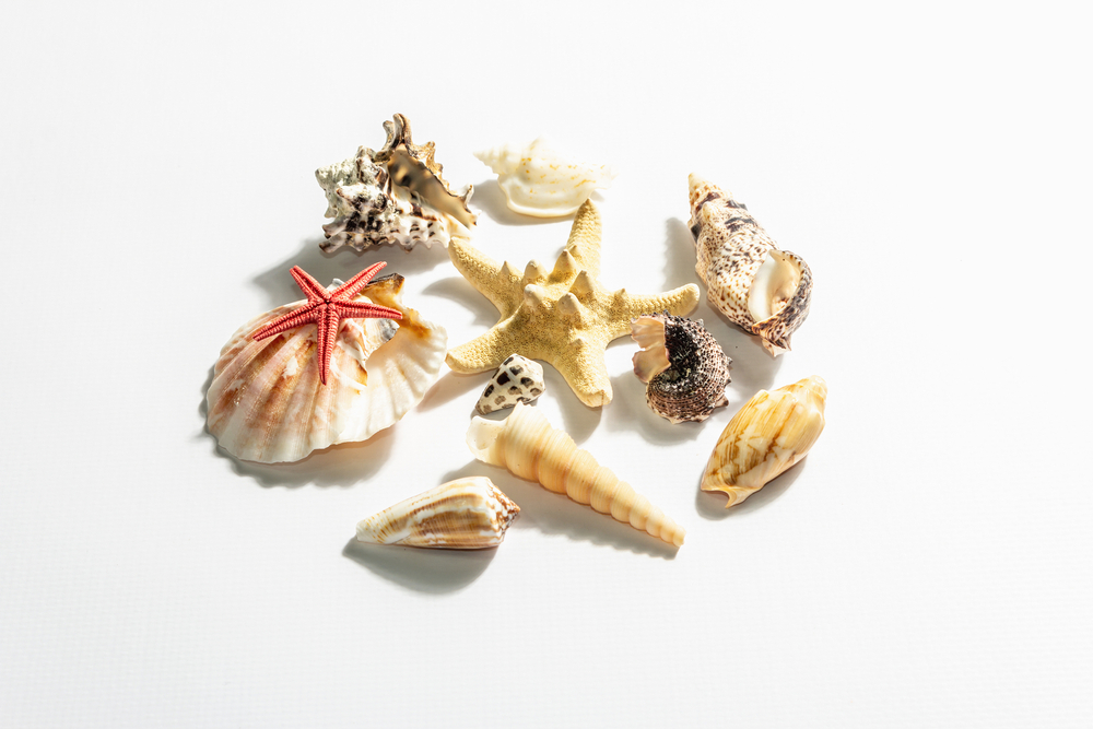 Symbolfoto für das Kommunikationsseminar: Verschiedene Muscheln und ein Seestern – Sinnbild für die Einzigartigkeit jedes Menschen, bereichernde Vielfalt in der Kommunikation und den Wert jedes Einzelnen