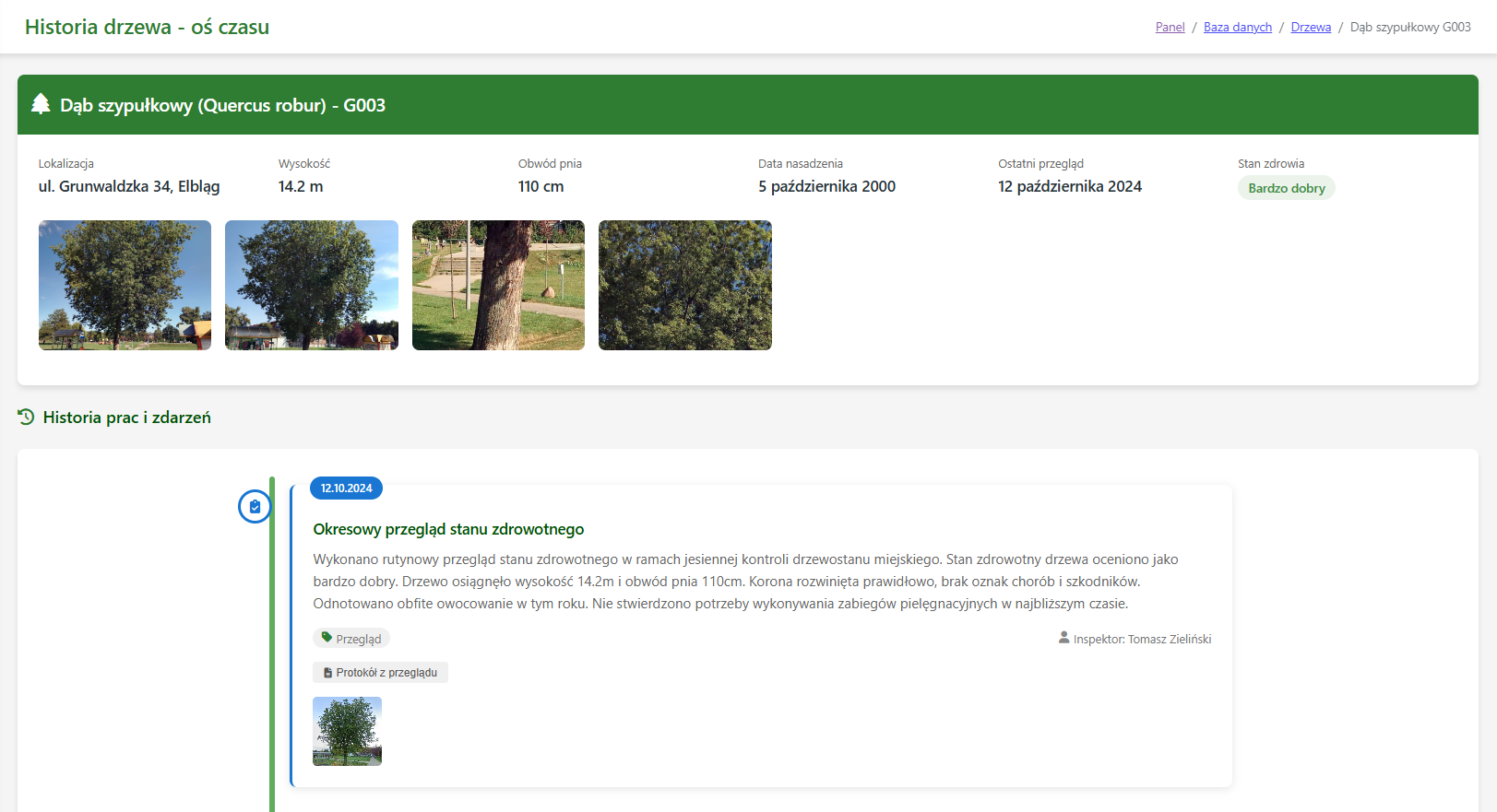 SeZZaM historia drzewa