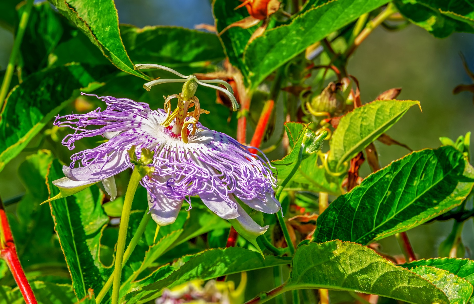 Passion Flower