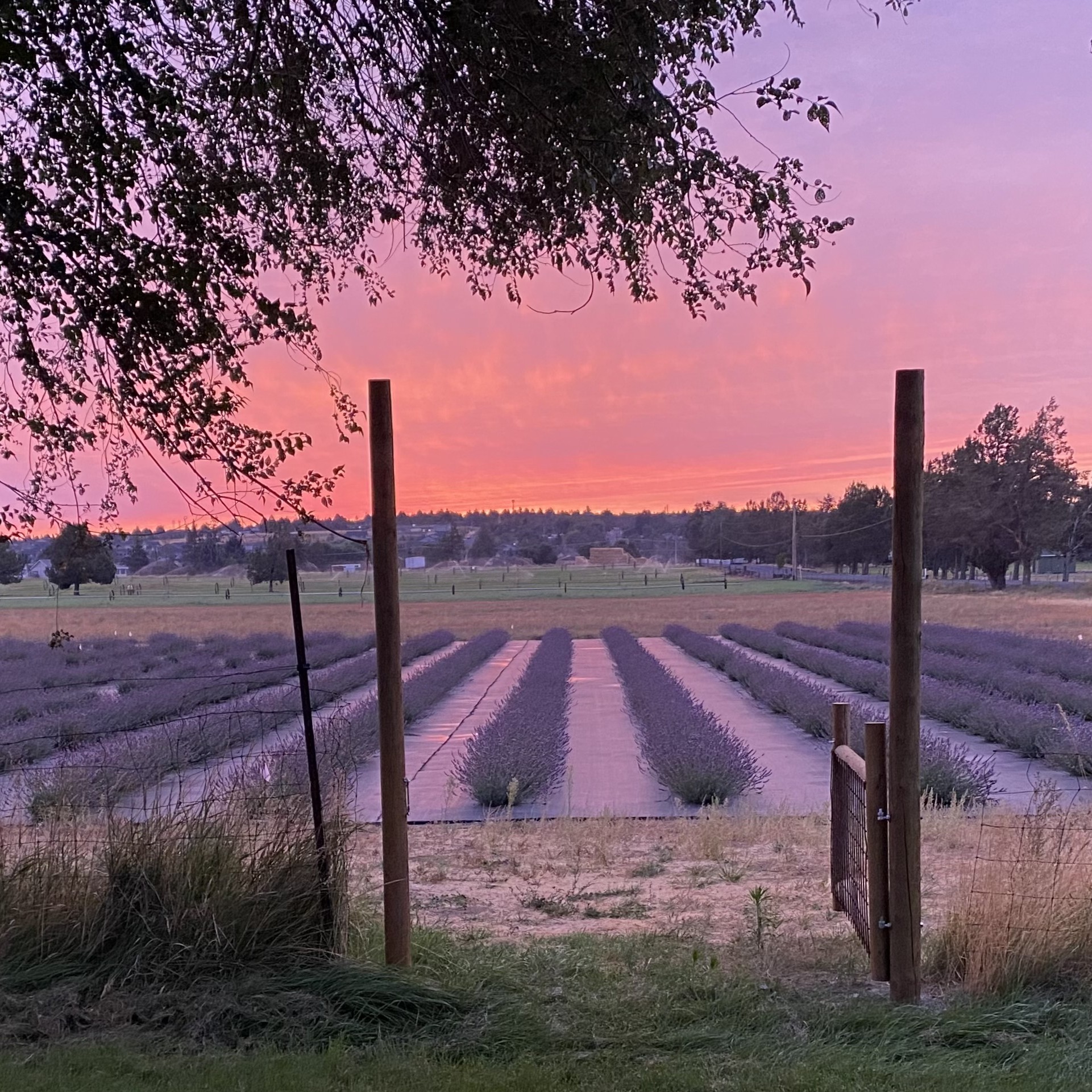 Sunrise Loving Kindness Lavender Farm