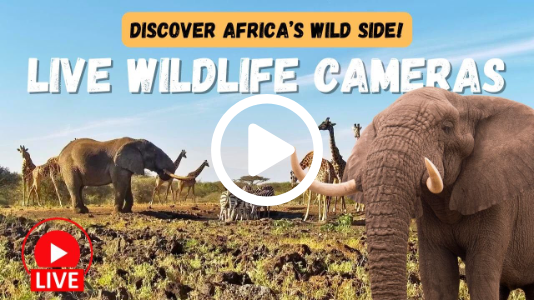 Wild Africa Live - 24/7 LIVE wildlife streams from Africam